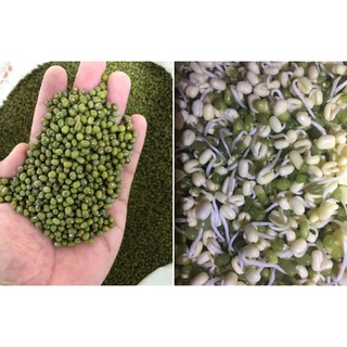 Đậu Xanh Hạt 500g
