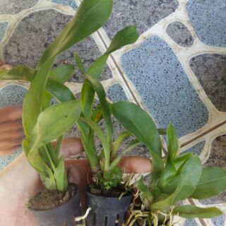 Hoa lan hoàng hậu