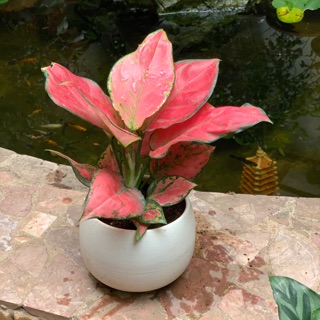 Cây vạn lộc( chậu nhựa)