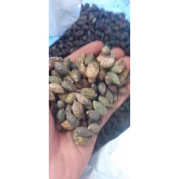 1kg Hạt giống bàng đài loan