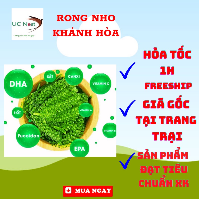 Rong nho Tách nước Khánh Hòa Giàu chất dinh dưỡng tiện lợi thay thế rau xanh UCRong25g