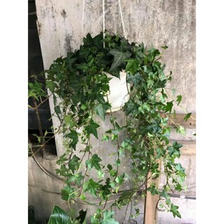 Cây Thường Xuân ( chậu treo lớn )