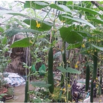 HẠT GIỐNG DƯA CHUỘT KIẾM DƯA LEO NHẬT NẢY MẦM TRÊN 90%