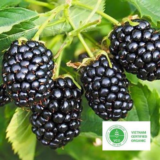 30 Hạt giống Mâm xôi đen (tặng gói Kích nẩy mầm và Hướng dẫn) THUTHUY