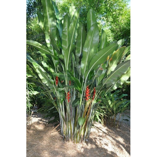 Chuối Phao chỉ thiên