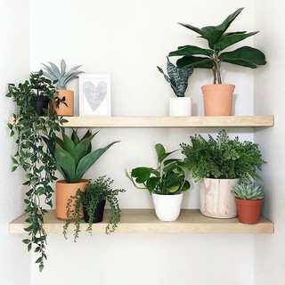 Kệ gỗ treo tường, Kệ treo tường trang trí, Kệ gỗ bắt vít âm tường dài 50cm60cmvà65cm, Kệ đã kèm phụ kiện, Kệ gỗ