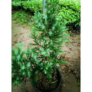 CÂY TÙNG BỒNG LAI