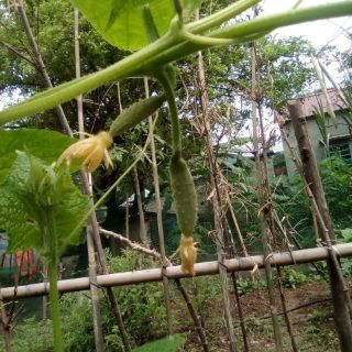 🥒🥒 DƯA CHUỘT MÈO THÁI LAN