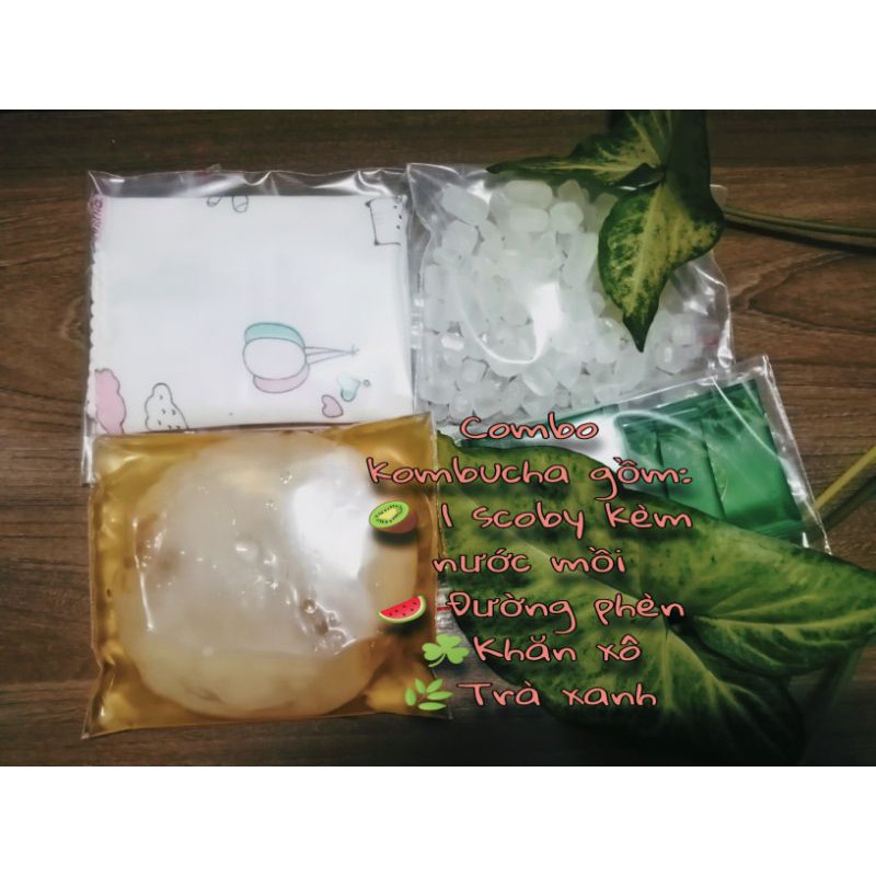 Combo làm trà kombucha