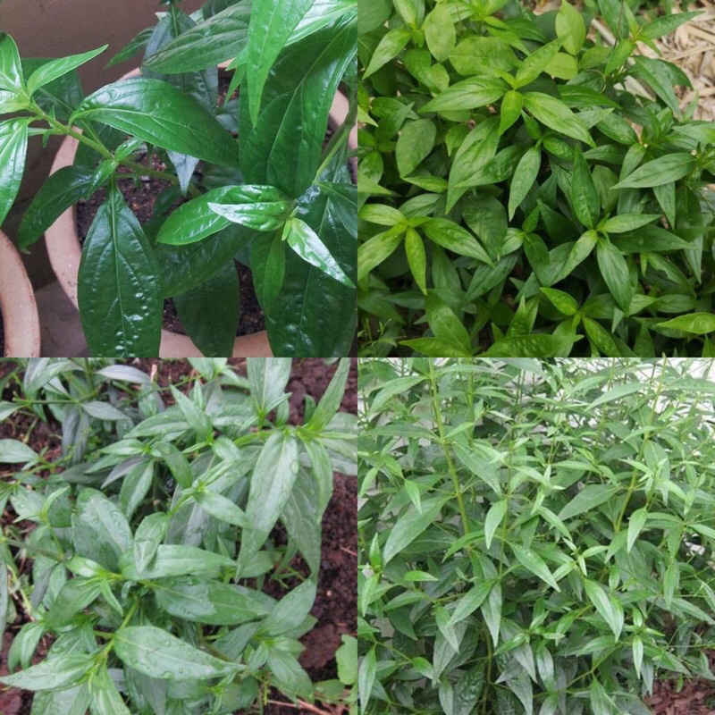 HẠT GIỐNG XUYÊN TÂM LIÊN