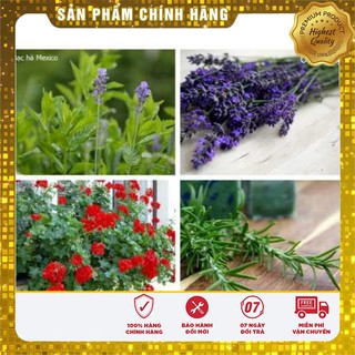 - 40 % COMBO HOA ĐẸP ĐUỔI MUỖI PHÒNG ZIKA