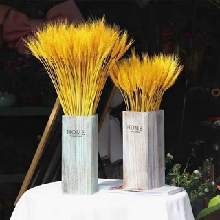Bó 100 Bông Lúa Mạch Khô Decor Màu Vàng Đẹp
