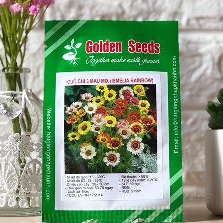 Hạt Giống Cúc chi 3 màu Rainbow Mix 50 Hạt/ Gói golden seed