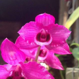 LAN TRẦM MAI HUYẾT TỬ