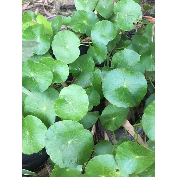 Cây cỏ đồng tiền