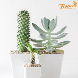 GIÁ THỂ TRỒNG XƯƠNG RỒNG & SEN ĐÁ - FICOCO 5 LÍT