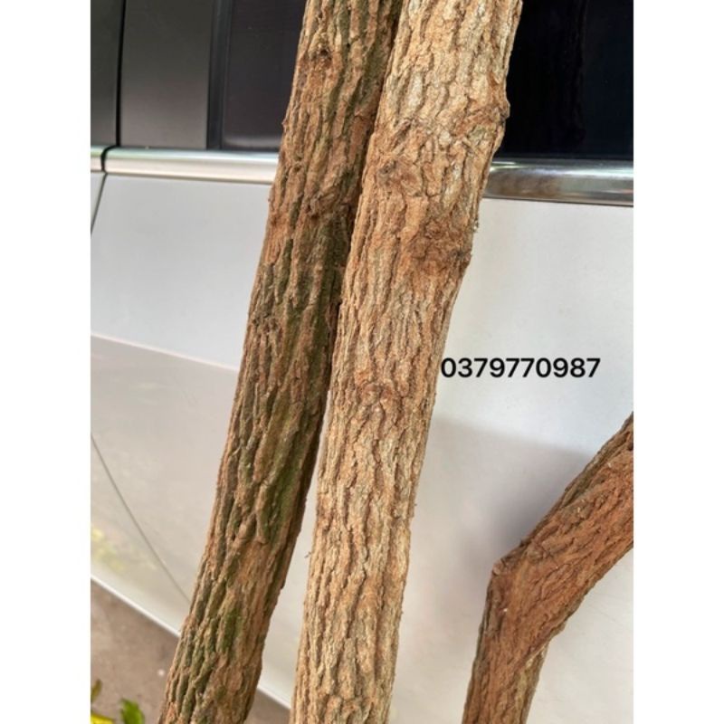 Thân Cây Gỗ Trang Trí - trang trí decor nhà hàng nội thất phòng khách