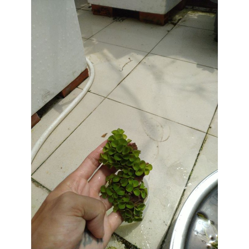 combo 4 loại bèo siêu lọc nước