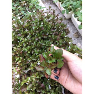  Combo 10 cây giống rau dền Nhật - Cải Xoong Nhật - giống rau bổ dưỡng cực dễ trồng