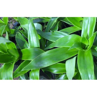 Combo 5 Nhánh cây lược vàng tươi không chậu cao 30cm - trồng là lên