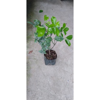 Cây quýt hồng Lai Vung(cây giống chiết cành)