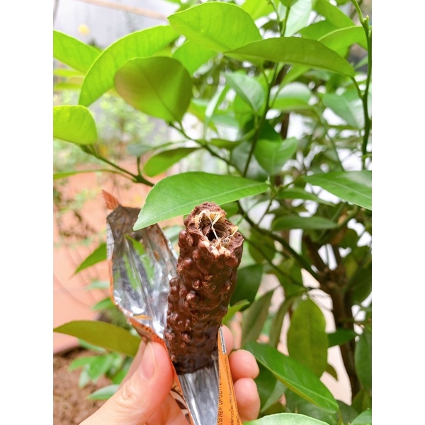 1 gói bánh Gery cuộn phủ socola 23g/gói