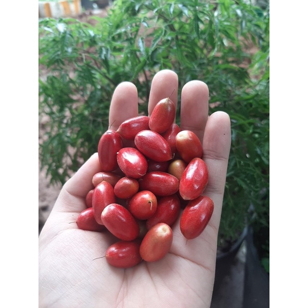 Trái thần kỳ (20k/3 trái)