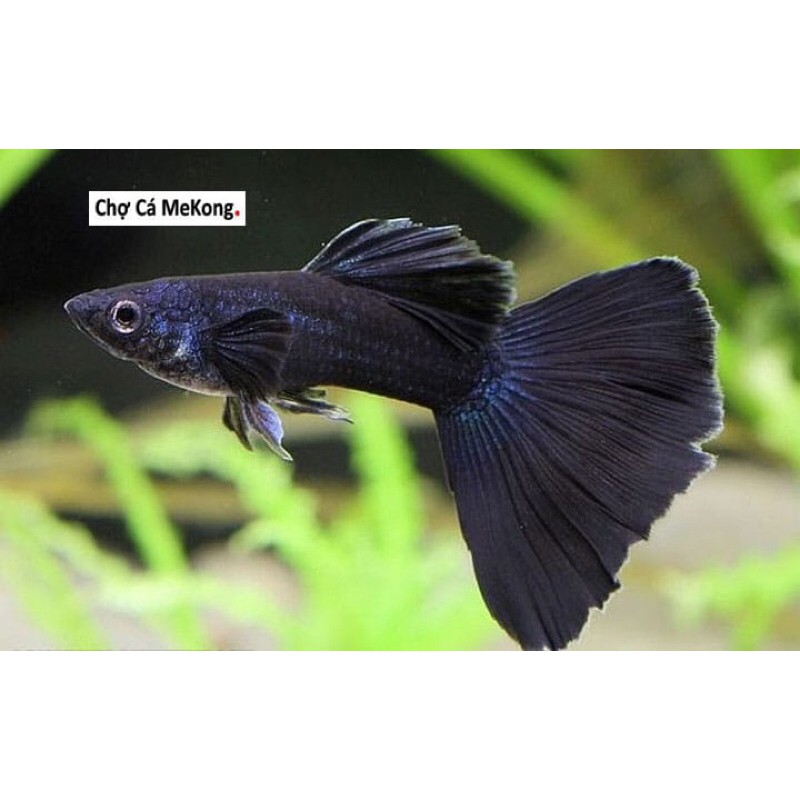 guppy bule moscow