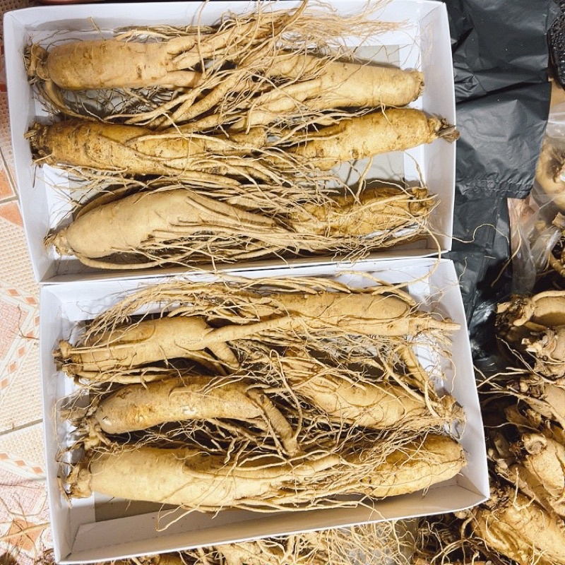 SÂM TƯƠI GÃY RỄ NGÂM MẬT ONG 4,5,6 CỦ/1kg