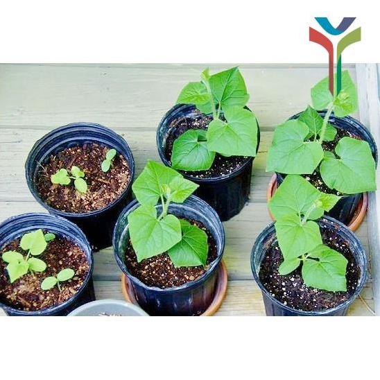 Phân bón trùn quế hữu cơ nguyên chất bổ sung dinh dưỡng cải tạo đất cây trồng chuyên dùng cho cây cảnh túi 1kg ZIP