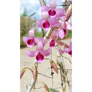Cây giống lan bầu tím cánh mai