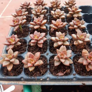 combo 5 lá giống sen đá nâu