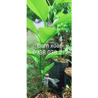 CÂY CAM XOÀN , CAM NGỌT VỎ MỎNG