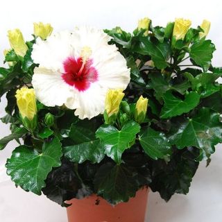 Hạt giống hoa dâm bụt lùn - 20 Hạt - HÀNG CÔNG TY