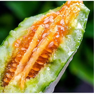 Hạt giống Dưa lê chuối ( dưa gang F1)