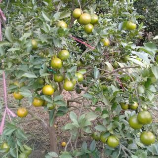 Cây quýt ngọt quả to ngon ,cây giống
