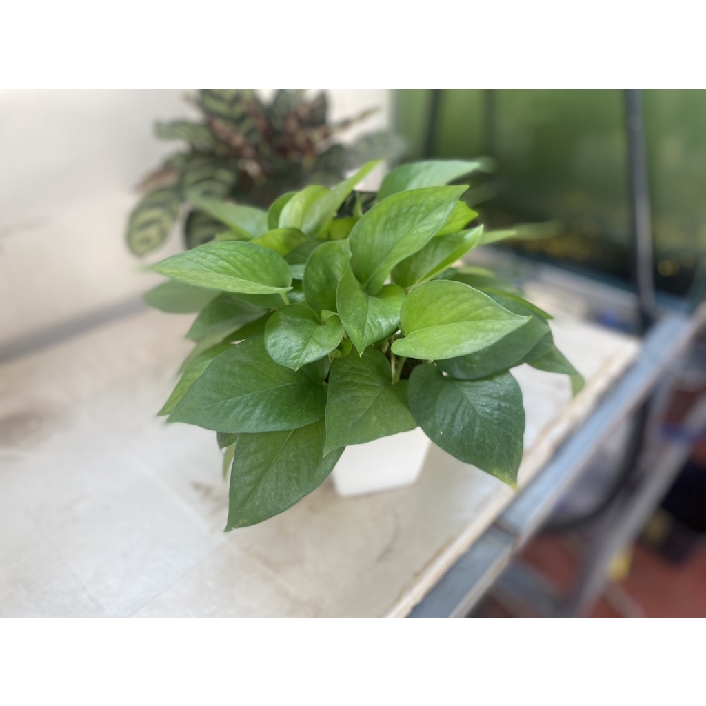 Trầu Bà Thái Vàng - M