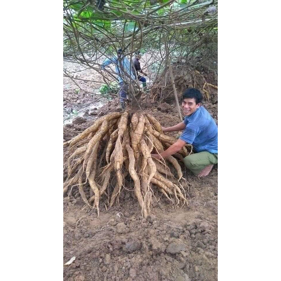 Sắn dây ta nguyên chất 500g