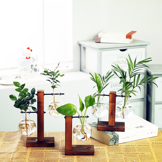 Bình cây thuỷ sinh