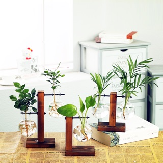 Bình cây thuỷ sinh