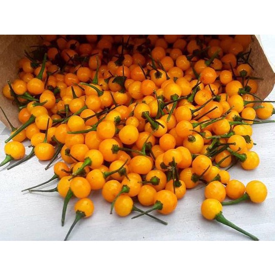 Hạt giống Ớt CHARAPITA Peru siêu cay