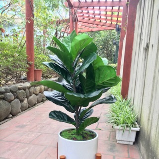 Combo cây bàng 2 nhánh kèm chậu và kệ gỗ