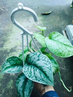TRẦU BÀ PHÁP CHẬU TREO MINI