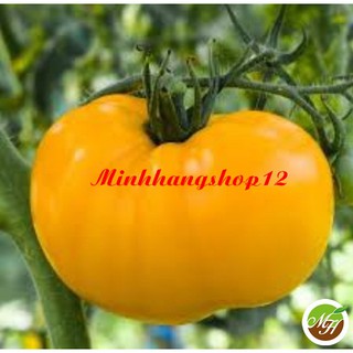 Hạt Giống Cà Chua Vàng Qủa To - Hạt chuẩn, Nhiều Vitamin Kèm Qùa Tặng Và Hướng Dẫn
