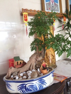 Combo 2 Cây Đinh Lăng Bonsai