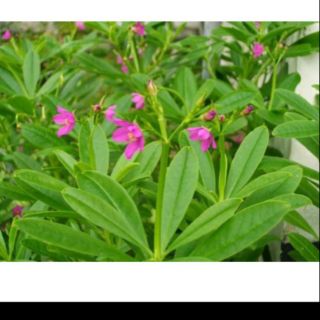 6 cây giống sâm đất( thổ sâm)cao hơn30cm