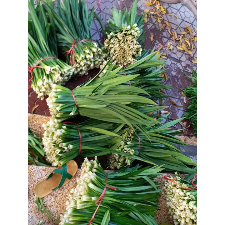 Bột lá dứa sấy khô