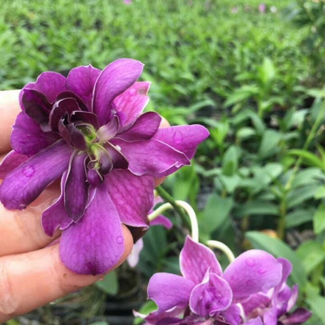 Dendro Hoa Hồng