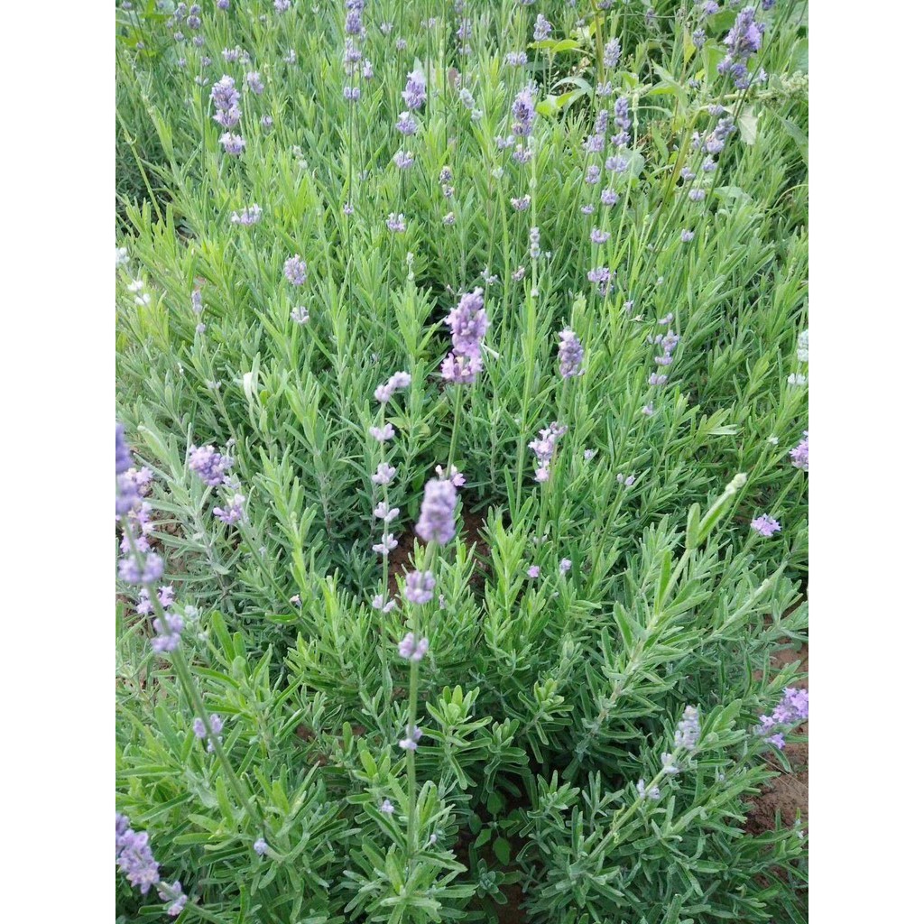 Trà nụ hoa oải hương  khô 100g