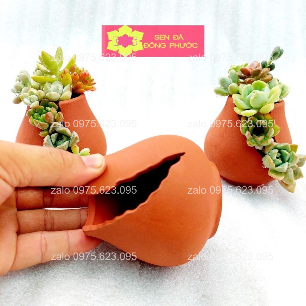 Chậu đất nung hình heo buộc nơ -  trồng sen đá xương rồng, cây văn phòng- Sen Đá Đông Phước